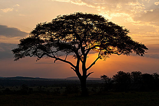 伞,刺,刺槐,日落,塞伦盖蒂,坦桑尼亚,非洲