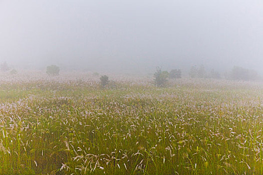 雾状,风景,尼泊尔