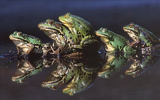 可食,青蛙,虎皮蛙,五个,排列,反射,水中,欧洲