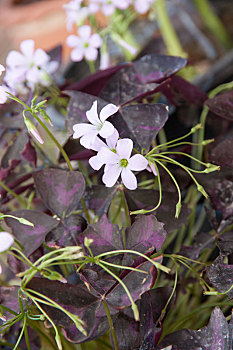 醋浆草,公园,花