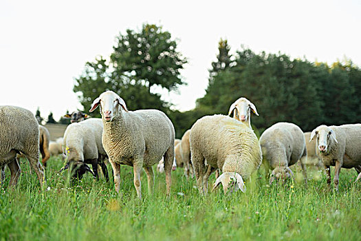 成群,绵羊,草地,普拉蒂纳特,巴伐利亚,德国