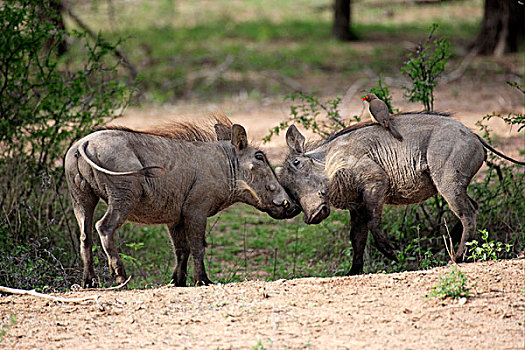 疣猪,争斗,背影,克鲁格国家公园,南非