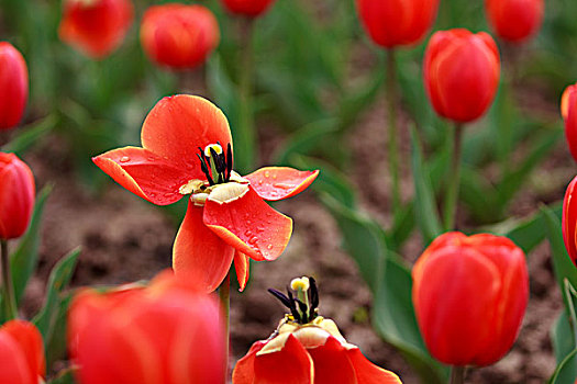 郁金香,鲜花,红,特写