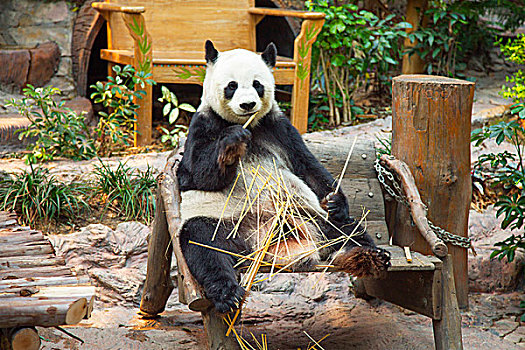 大熊猫,熊,吃,竹子,清迈,动物园,泰国