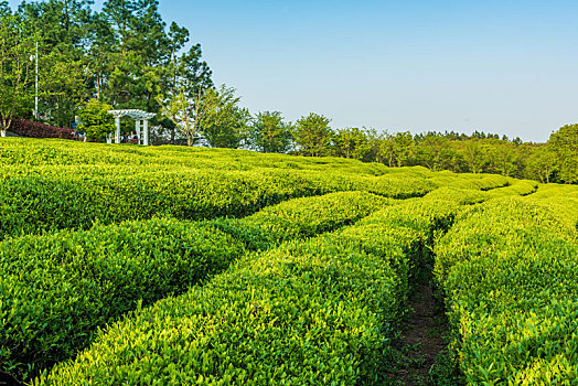 绿色的茶园,南昌凤凰沟