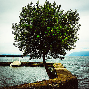 树,岸边,日内瓦湖,上萨瓦,法国