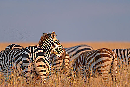 斑马,马,草,夜光,马赛马拉国家保护区,肯尼亚,非洲