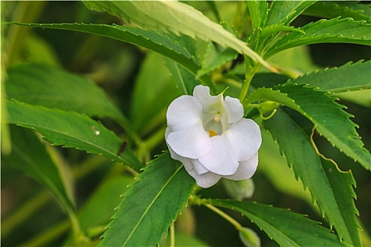 凤仙花属植物,植物