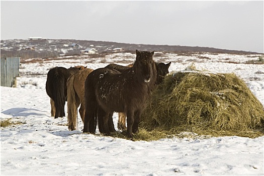干草,进食,冰岛马,冬天