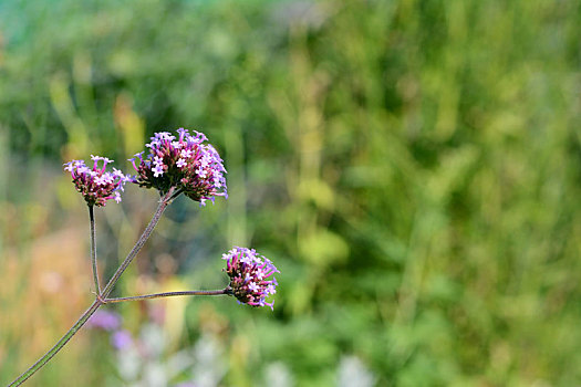 三个,紫色,马鞭草属植物,头状花序