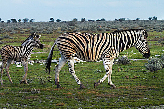 白氏斑马,小马,马,斑马,埃托沙国家公园,纳米比亚,非洲