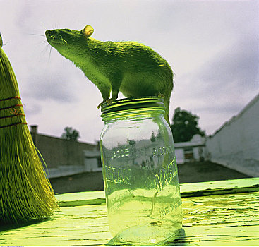 老鼠,旋盖玻璃瓶