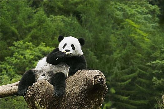 特写,熊猫,休息,树桩