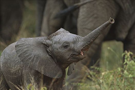 非洲象,幼兽,发声,夏天,禁猎区,南非