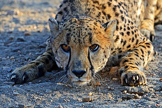 印度豹,猎豹,威胁,姿势,区域,纳米比亚,非洲