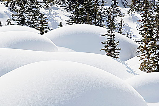 班芙国家公园,艾伯塔省,加拿大,树,雪中,路易斯湖,冬天