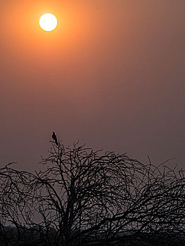 猛禽,坐在树上,日落,奥卡万戈三角洲,博茨瓦纳,非洲