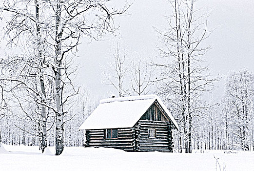 木屋,图像,冬天,白天,落下,初雪,树林,区域,北方,不列颠哥伦比亚省
