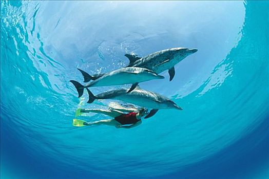 大西洋点斑原海豚,花斑原海豚,野生,三个,互动,女人,加勒比海