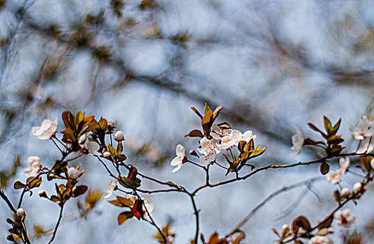 樱花