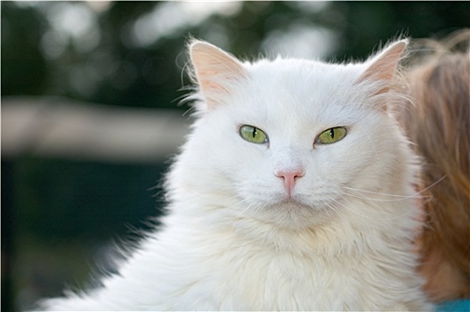 白色,猫