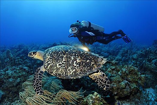 潜水员,灯,看,真诚,玳瑁,珊瑚礁,环礁,伯利兹,中美洲,加勒比海