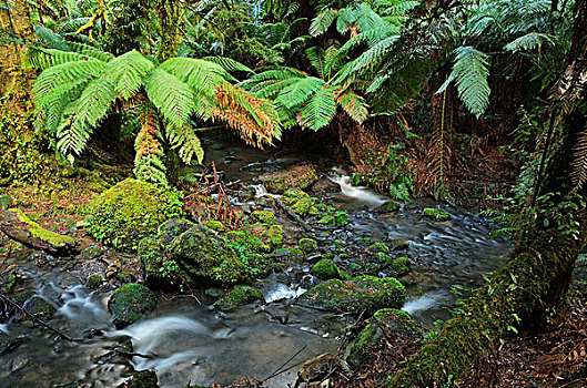 温带雨林,国家公园,维多利亚,澳大利亚