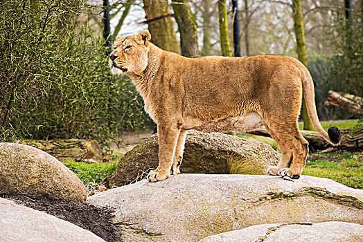 荷兰鹿特丹动物园里的狮子