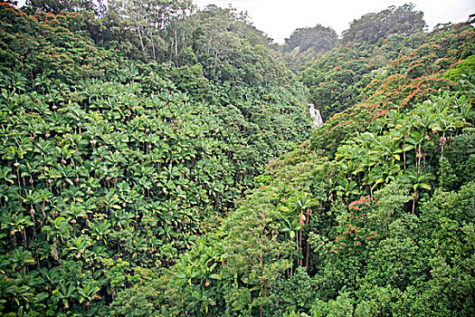 美国,夏威夷,河流,场地,热带,植被,夏威夷大岛