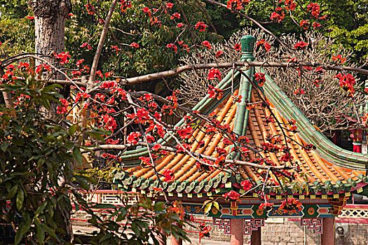 树,花,庙宇,新界,香港
