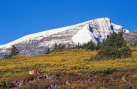 晨光,大角羊,公羊,山脊,攀升,哥伦比亚冰原,区域,碧玉国家公园,艾伯塔省,加拿大