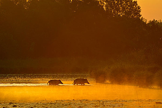 野猪,走,水,晨光,日出,多瑙河,下奥地利州,奥地利,欧洲