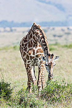 长颈鹿,马赛长颈鹿,马赛马拉野生动物园,肯尼亚,非洲