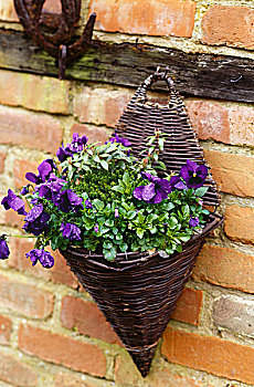 木质,挂篮,紫花,绿色植物