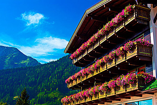 阿尔卑斯山,传统,房子,花