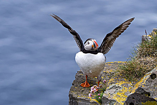 角嘴海雀,大西洋角嘴海雀,北极,栖息,悬崖,石头,翼,冰岛,欧洲
