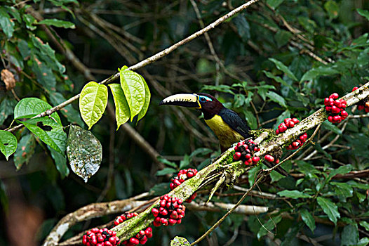 文字,国家公园,亚马逊雨林,厄瓜多尔