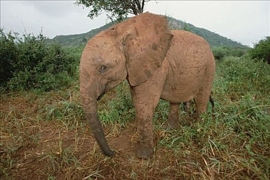 非洲象,孤儿,老,东察沃国家公园,肯尼亚