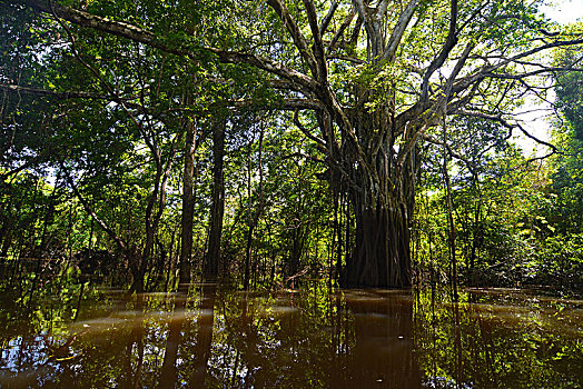 丛林,巨大,树林,可持续发展,靠近,马瑙斯,亚马逊,巴西,南美