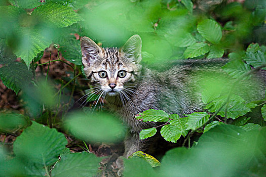 野生猫科动物,斑貓,小猫,巴伐利亚,德国