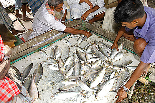 渔民,整理,鱼,孟加拉,七月,2005年