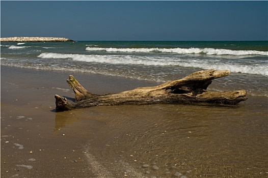 木头,海岸