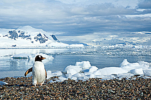 成年,巴布亚企鹅,觅食,旅游,海上,港口,南极半岛