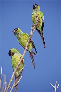 长尾鹦鹉,三个,树上,边缘,宽吻鳄,生态,休憩之所,潘塔纳尔,巴西