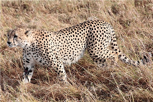 印度豹,马赛马拉,自然保护区,肯尼亚,非洲