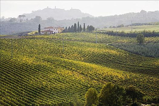 地点,蒙蒂普尔查诺红葡萄酒,托斯卡纳,意大利
