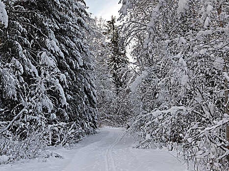 树,雪中,遮盖,树林,地区性,地区,公路,不列颠哥伦比亚省,加拿大