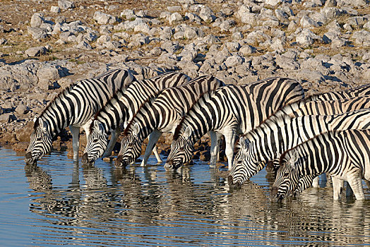 牧群,斑马,马,水中,喝,水坑,埃托沙国家公园,纳米比亚,非洲
