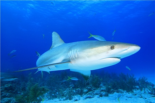 加勒比礁鲨,长鳍真鲨