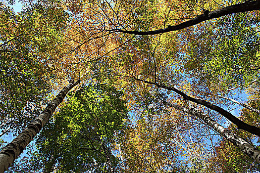 森林,树冠,秋天